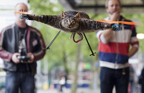 Фотография летающего кота.