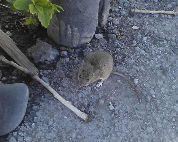 Ручная уличная мышка.
