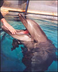 Дельфинарий в московском зоопарке. Курилко Иван и зубы дельфина.
