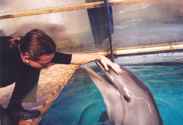 Мои любимые дельфины.