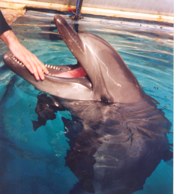 Мои любимые дельфины.