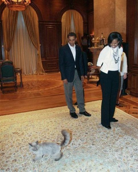 Пропавший кот Дмитрия Медведева перед Мишель и Барак Обама.