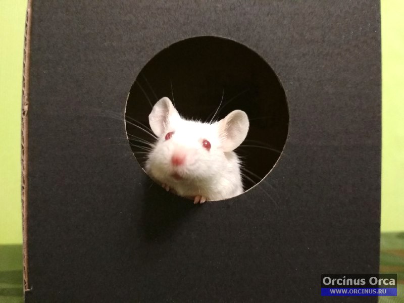 Мышь белая в дырке.