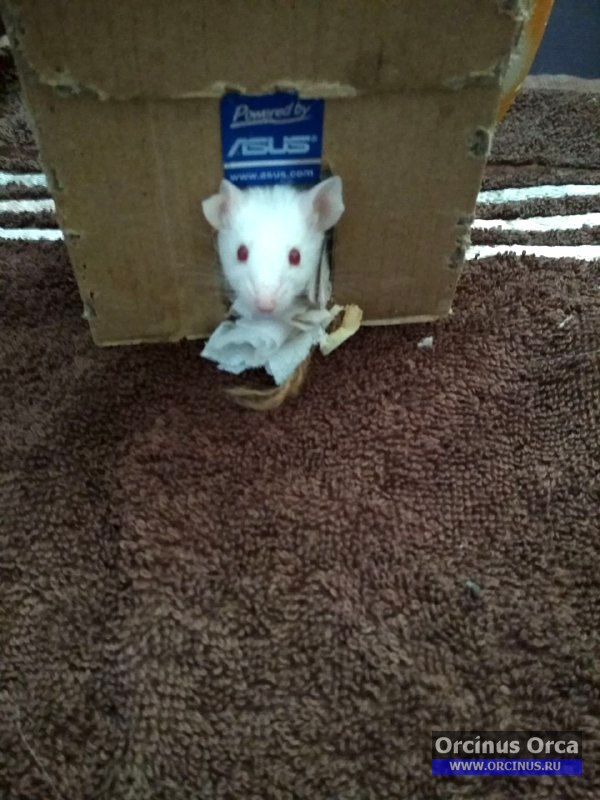 Мышь белая выглянула из домика.