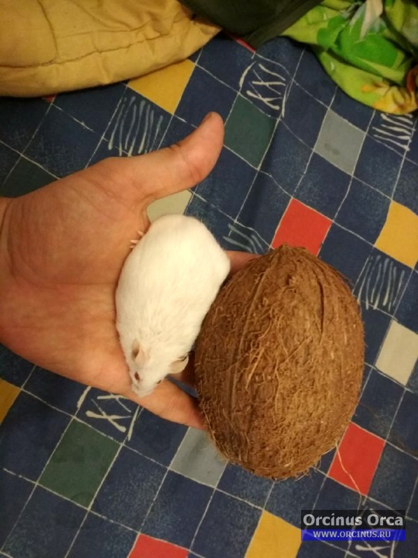 Мышь белая в сравнении с кокосом.
