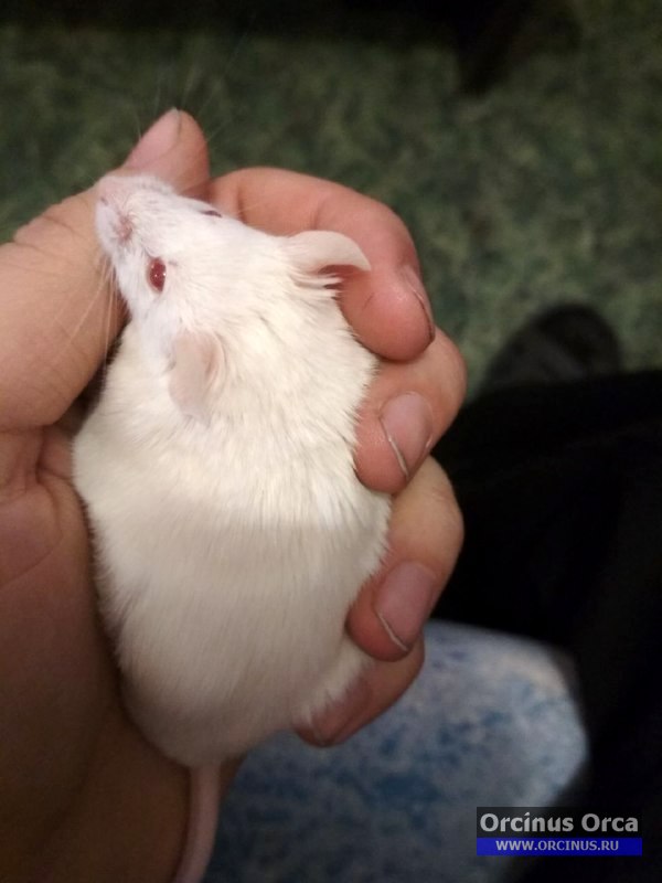 Мышь белая в руках.