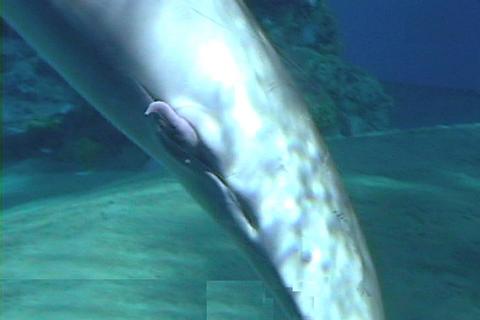 Пенис дельфина эрегированный.