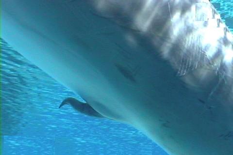 Пенис дельфина во время эрекции.
