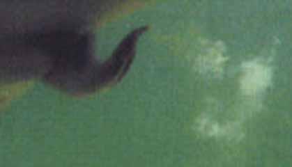 Член дельфина после семяизвержения.